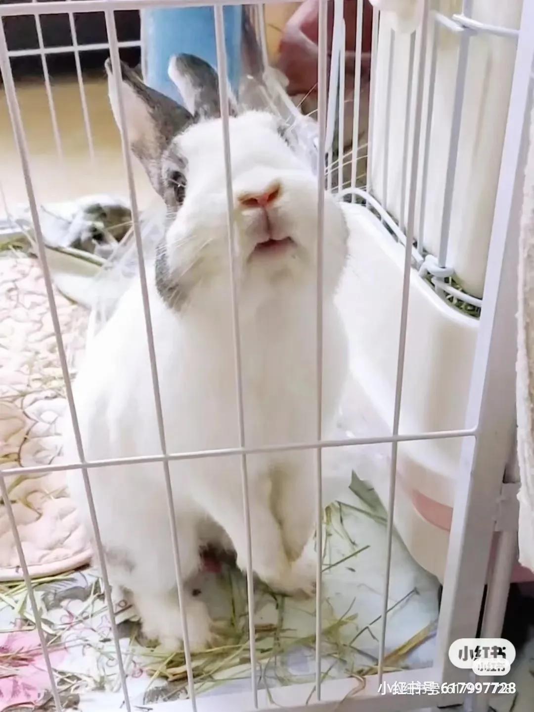 养兔记录,养兔记观察日记