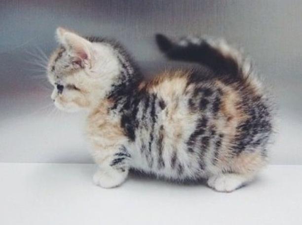 奶猫腹部稍硬就是要排便,奶猫体检