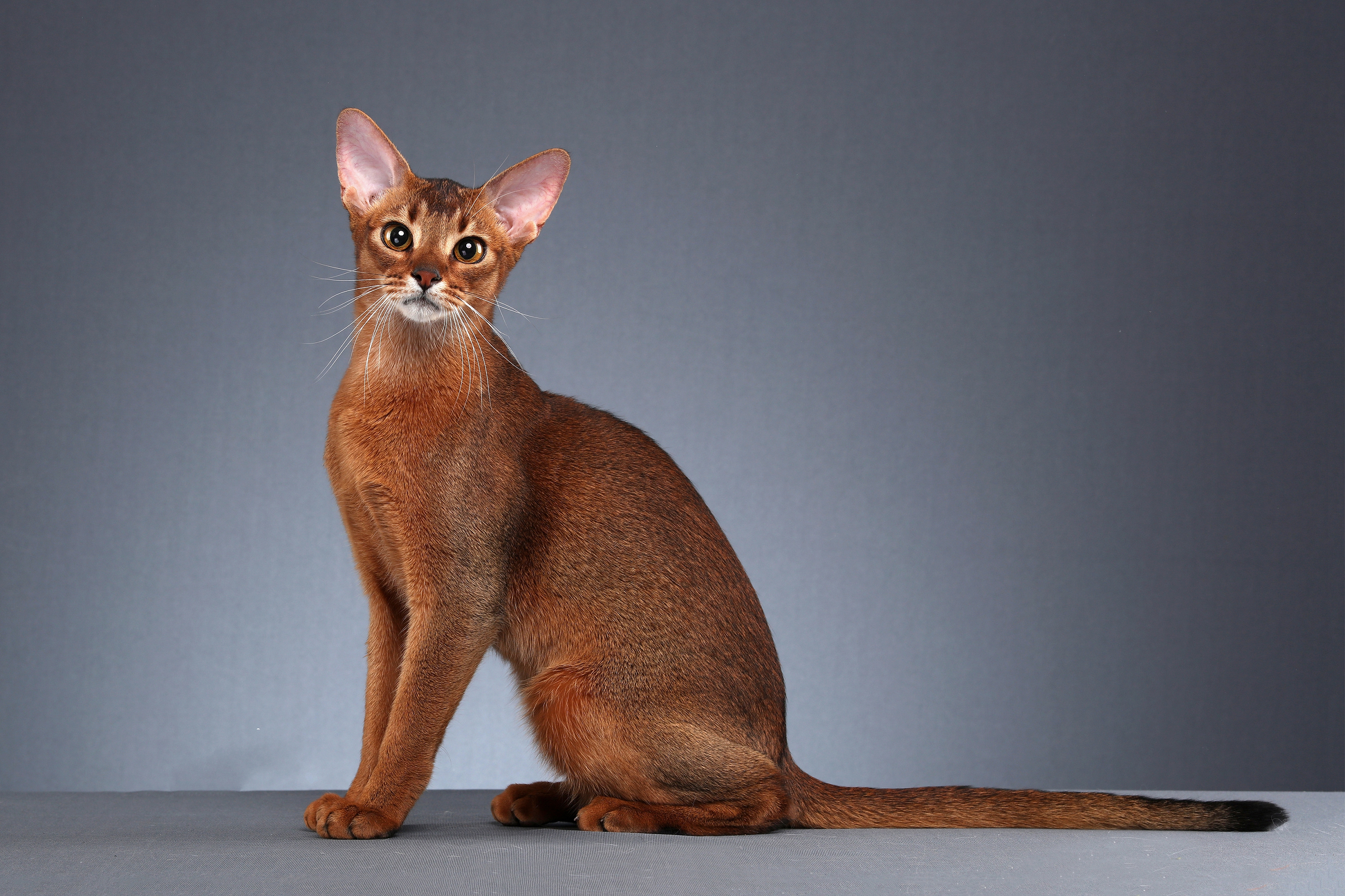 这世界上最可爱的猫咪都有几种,有哪些种类的猫咪最可爱现价500元