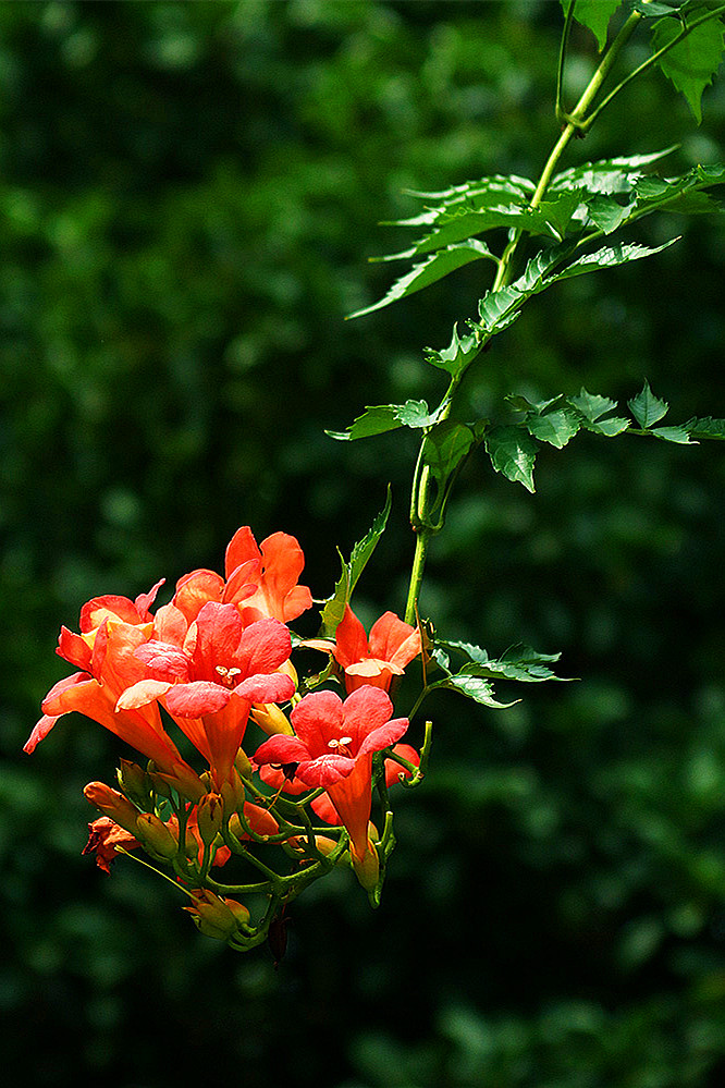 春游观赏的花有哪些,春天赏花什么花好看