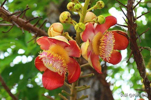 一花一世界一叶一菩提一人一众生,一花一世界一树一菩提一生爱一人