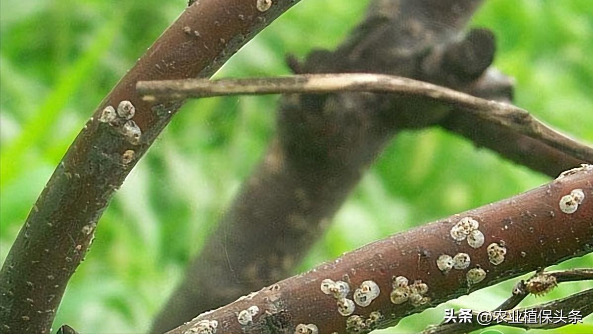 昆虫和害虫种类,昆虫和害虫的分类