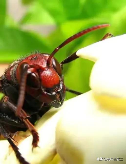 中国大虎头蜂打得过蚂蚁吗,虎头蜂入侵乡村