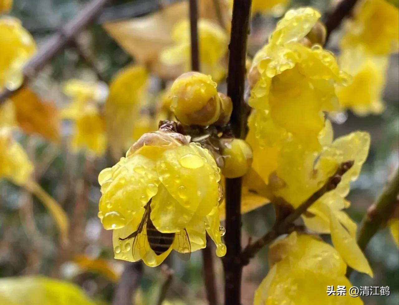 腊梅病虫害图片,腊梅病害