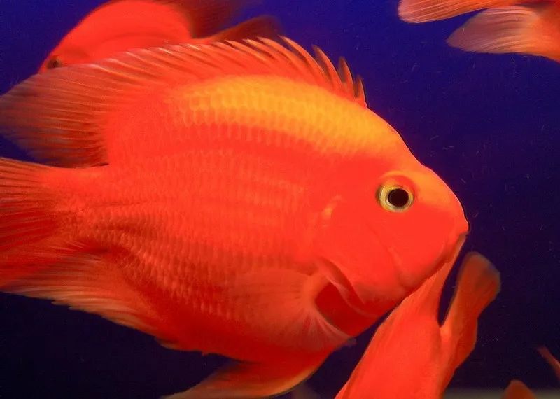 79年的羊养几条风水鱼好,71年八月生属猪人养几条风水鱼好