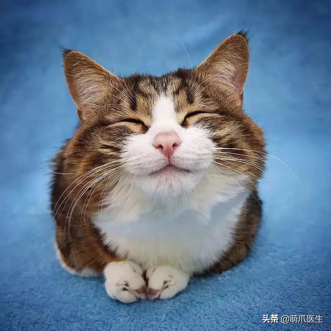 这只叫“长生”的猫咪，真实身份是美人鱼