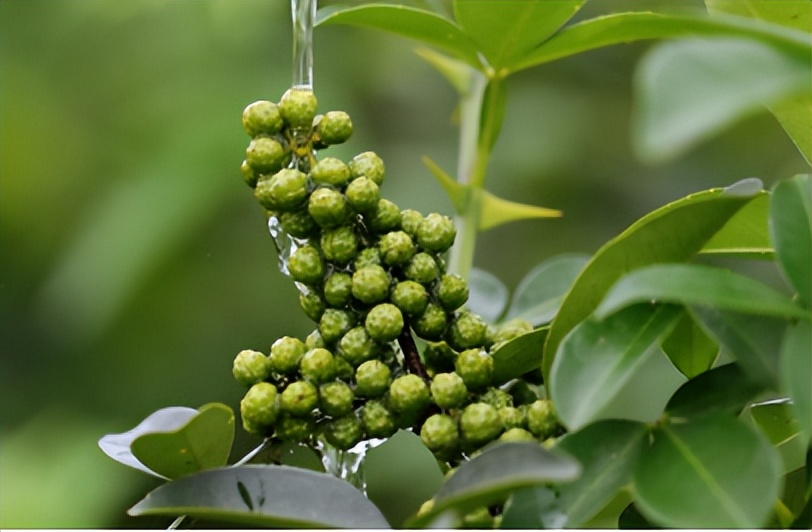 藤椒生长过程图片,藤椒是什么时候进入中国的