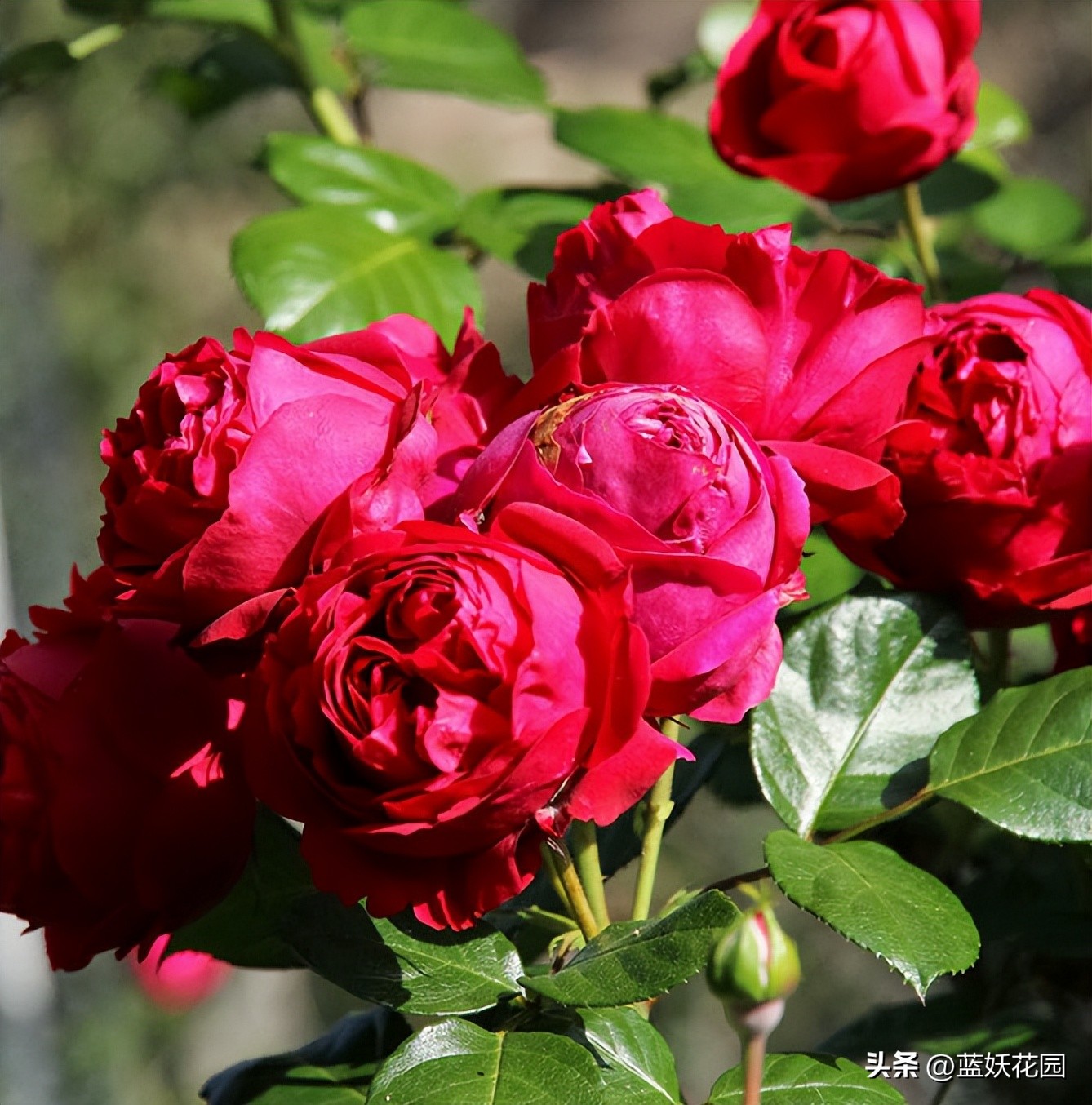 龙沙宝石花苞打不开就掉怎么回事,粉色龙沙宝石不开花怎么回事