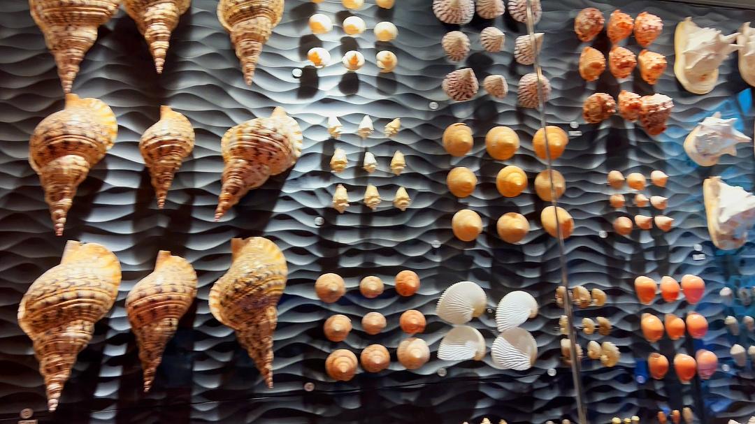 上海自然博物馆隐藏打卡,探秘上海隐秘地