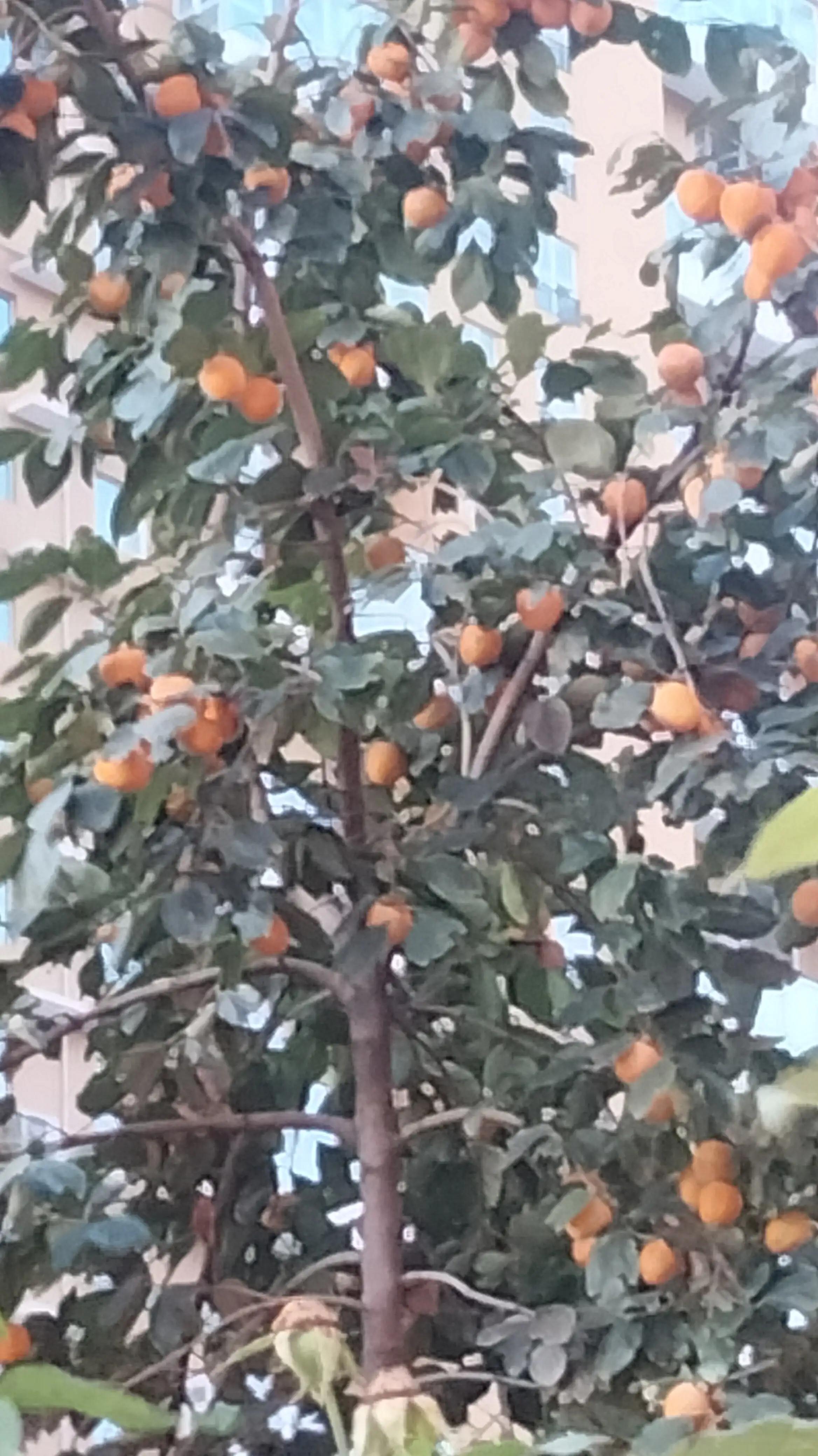 自然风景柿子树,柿子树拍出的照片