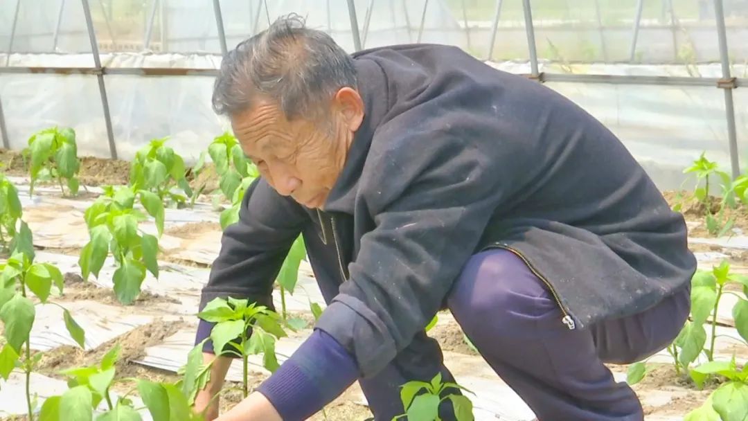 普济镇林口村的“致富椒”