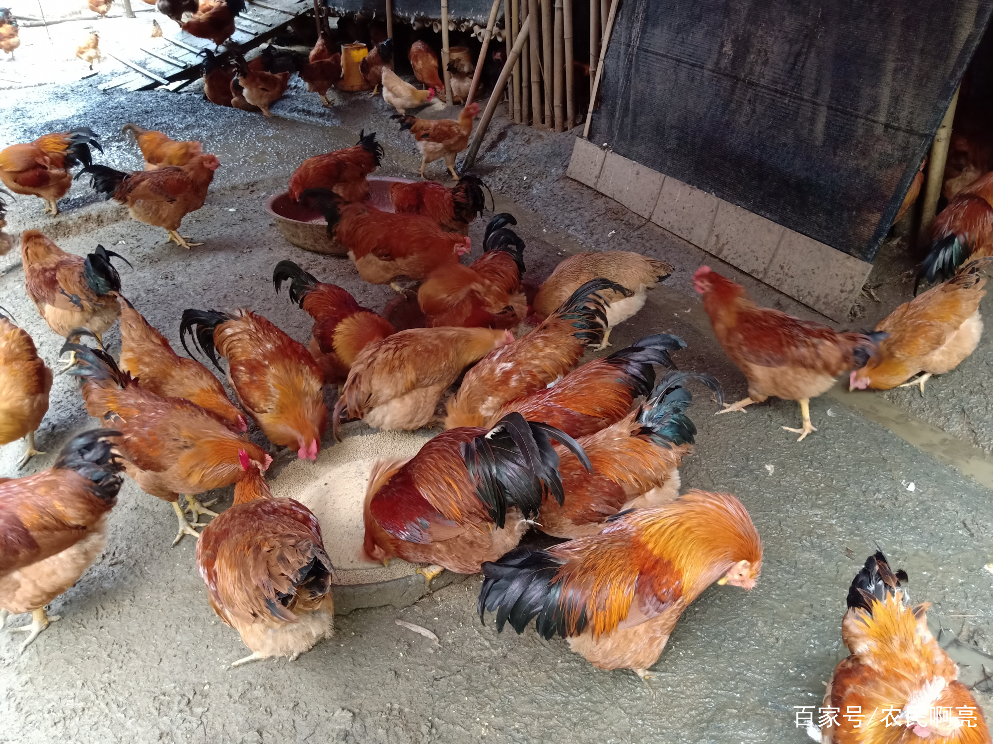 引起鸡瘫痪的九大原因,鸡瘫痪不能行走是什么病用什么药