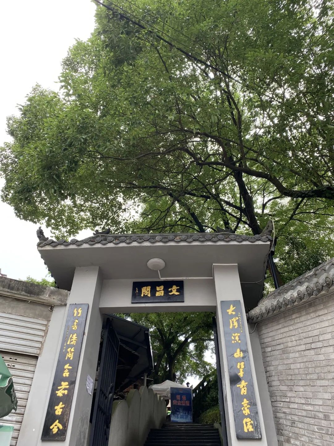 大竹火爆菜材料,大竹是如何火爆全网的