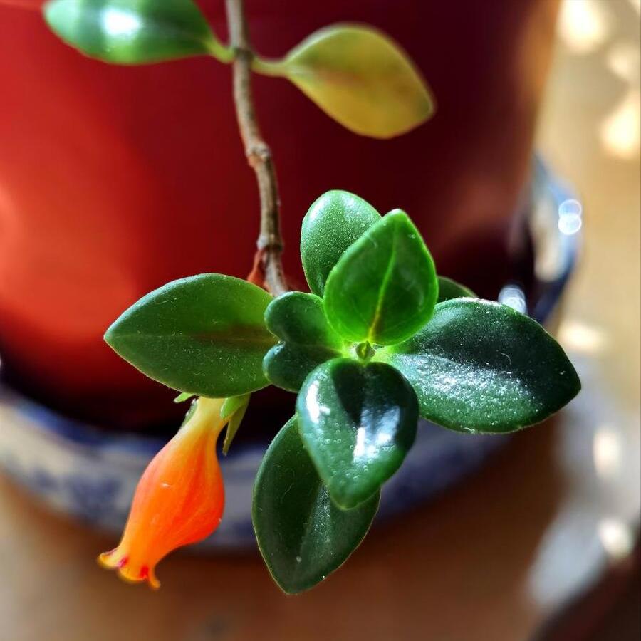 金鱼花怎么养才能长得快又茂盛,金鱼花养护技巧和注意事项