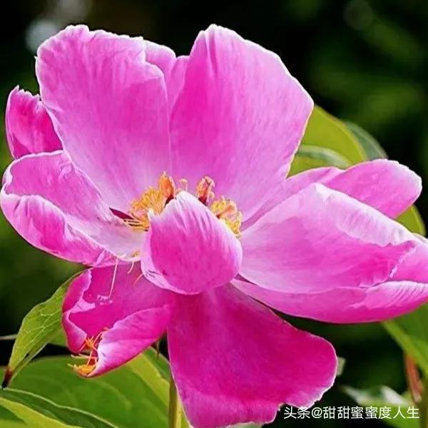 怎么办我想你了,怎么办我想你原唱