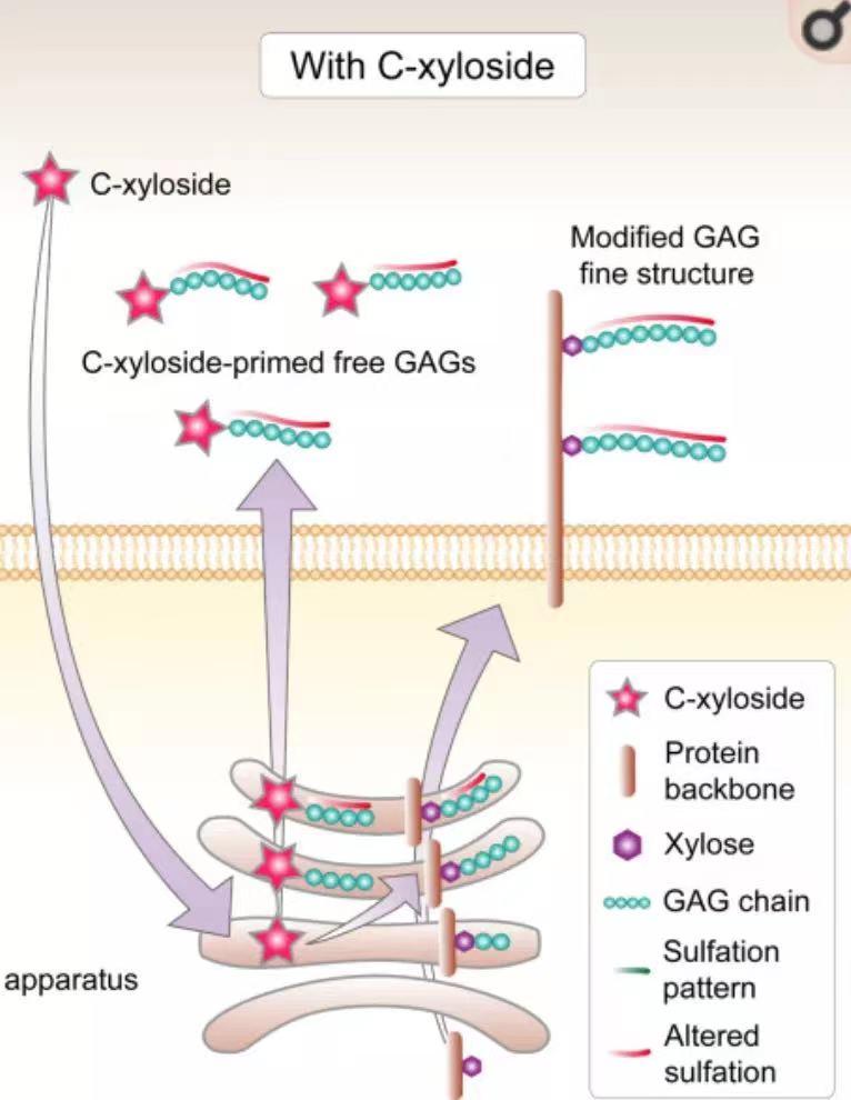 国货大战欧莱雅玻色因,欧莱雅和玻色因哪个好