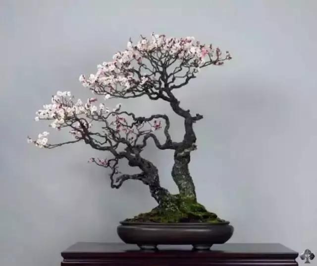 梅花老桩盆景,梅花盆景制作