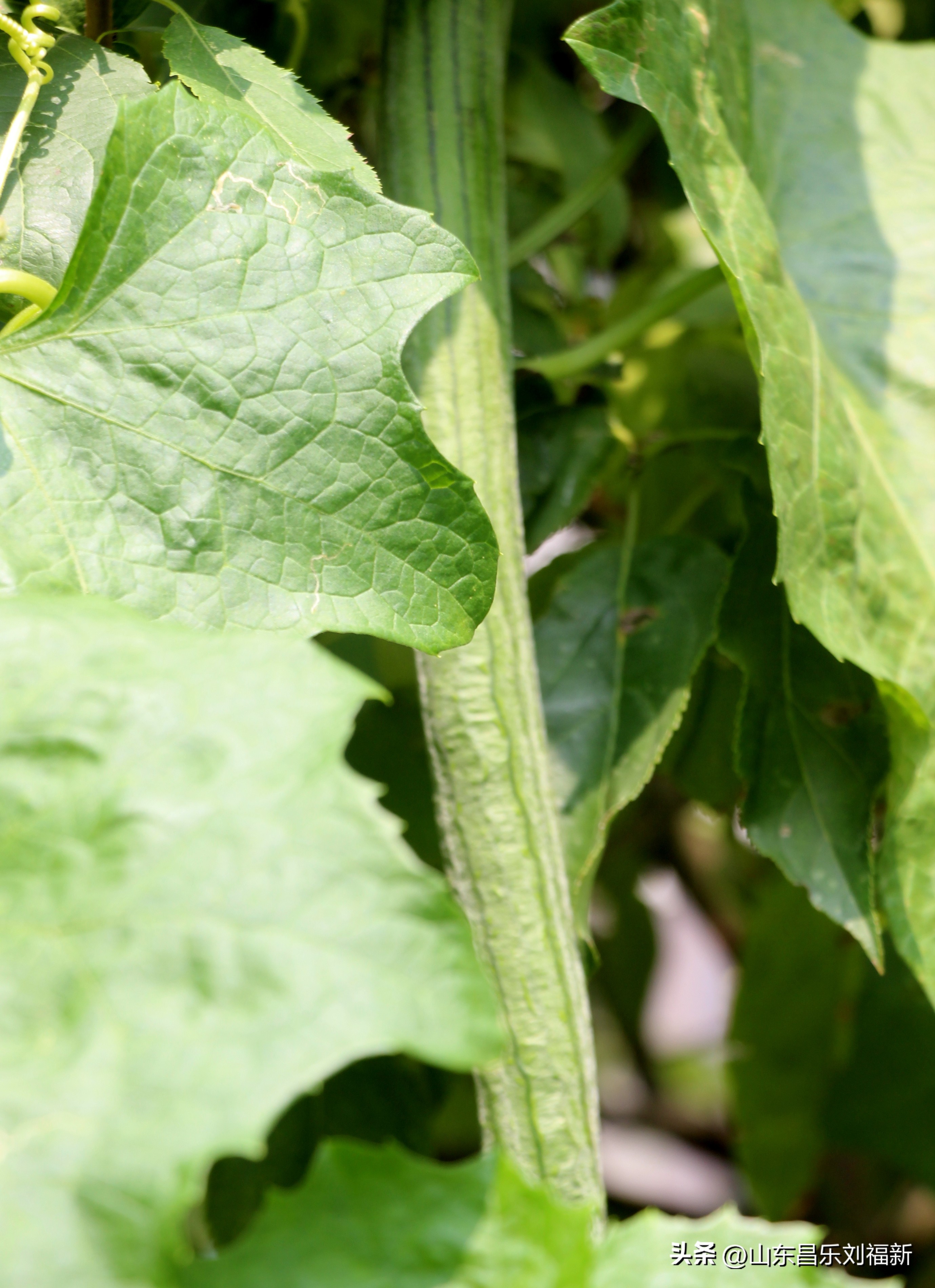 碧水龙庭深圳7栋4单元,顺光风景片拍摄