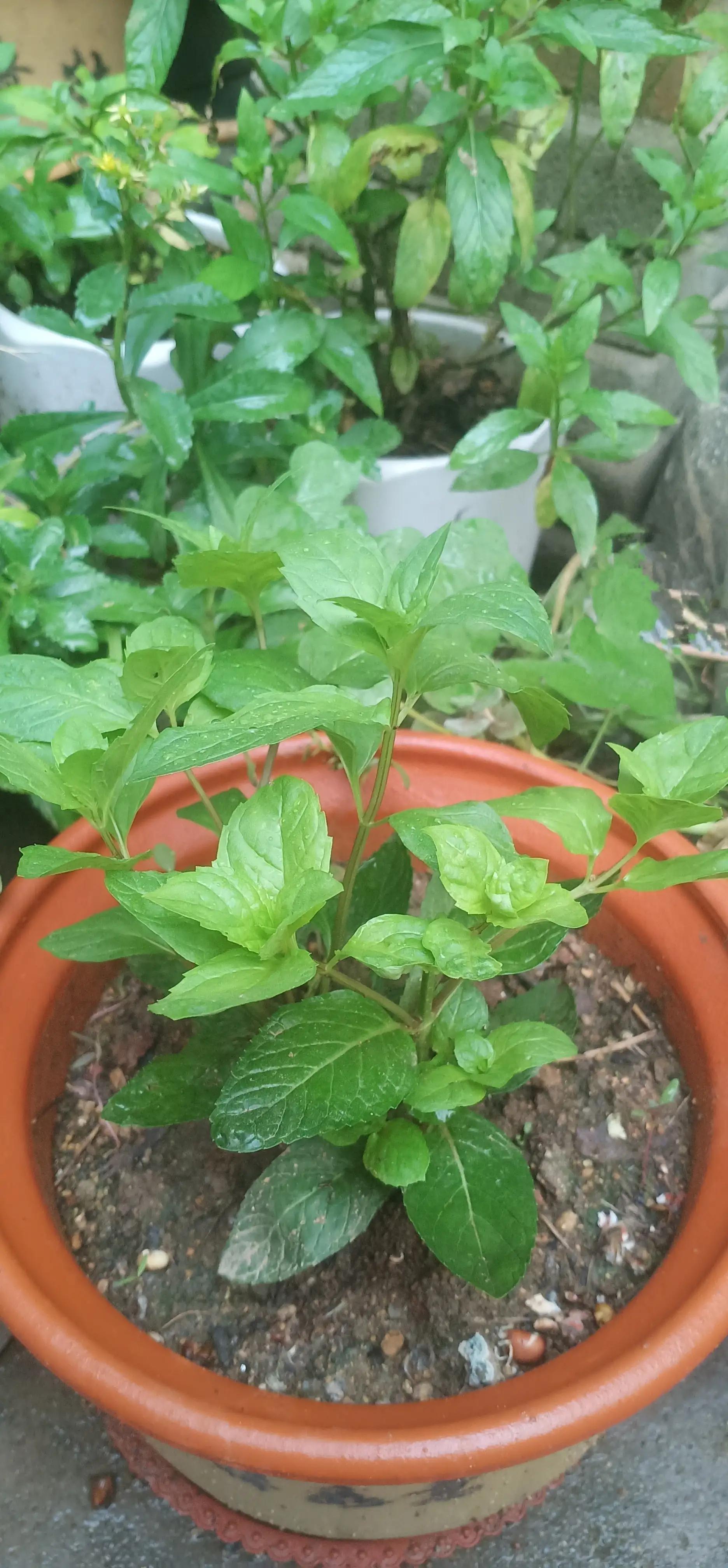 夏日的清凉薄荷,夏日清凉的薄荷