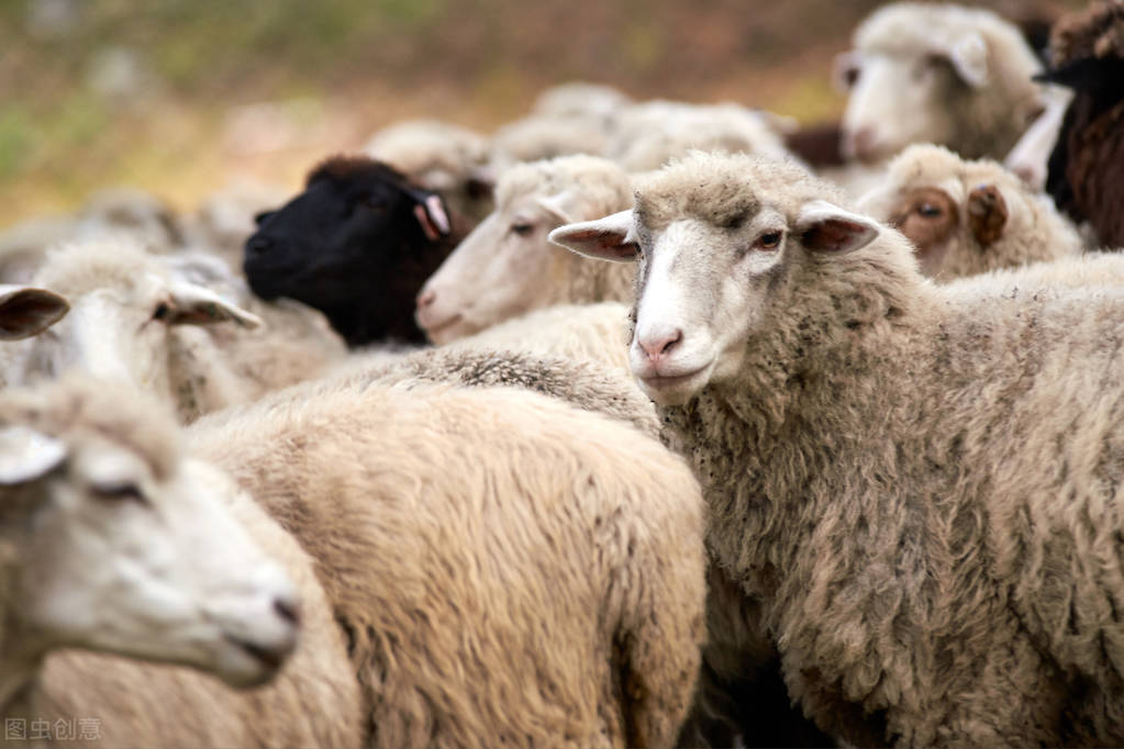 生产队的“八大员”和“四梁八柱”（六）