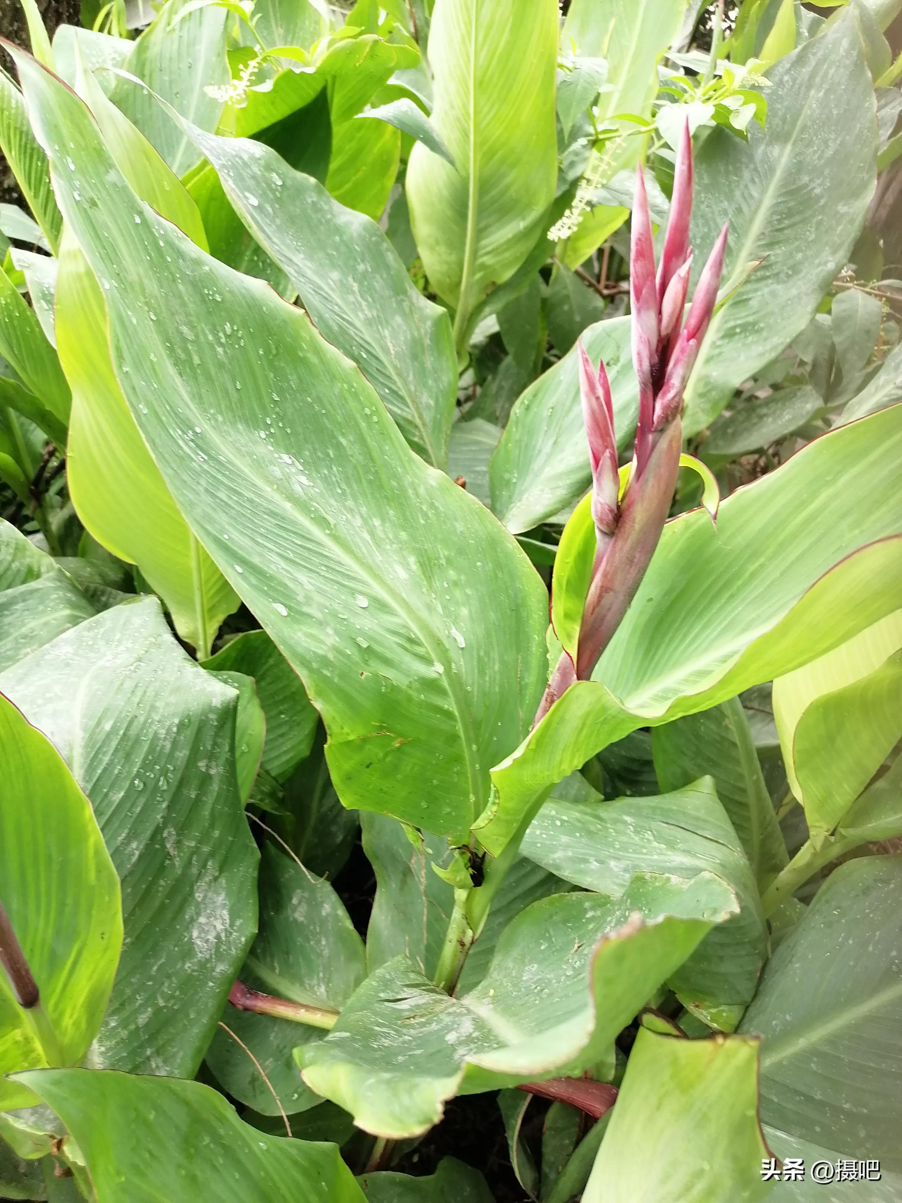 特大新鲜粽叶,大粽叶长在什么地方