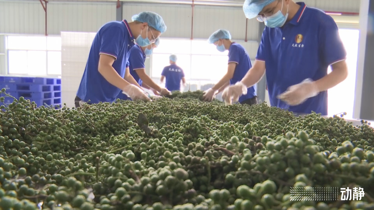 石头村的变形记,石头寨变形计