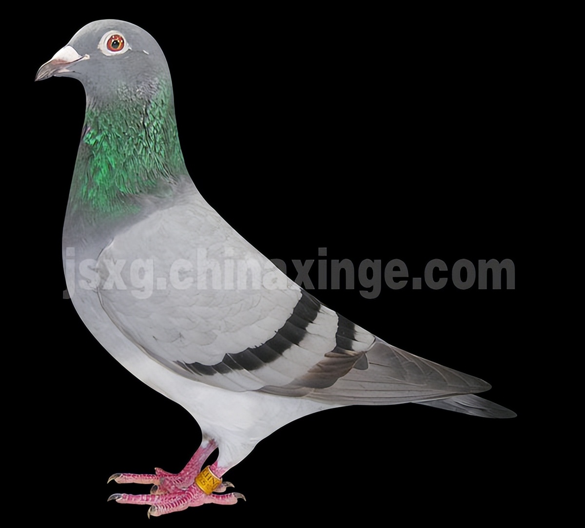 哈密超远程冠军信鸽图片,超远程赛鸽纪录