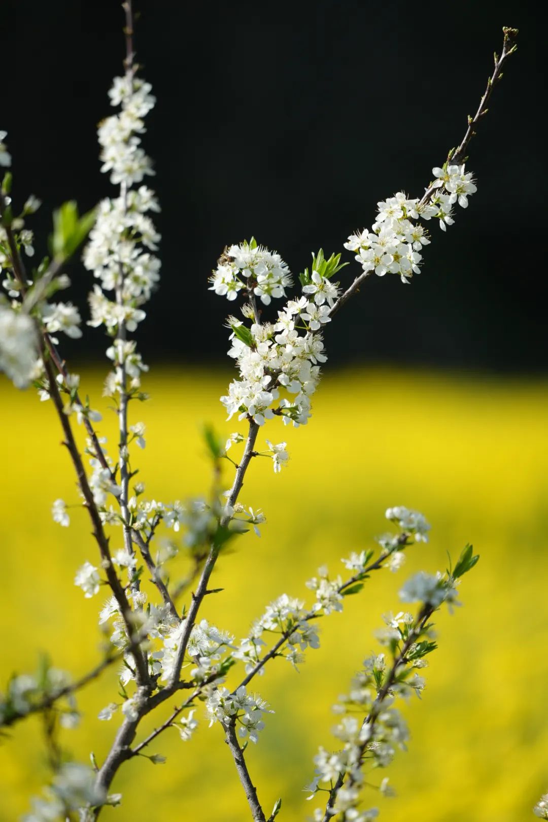 成都市区现实版桃花源记在哪里,成都公交可达的古镇