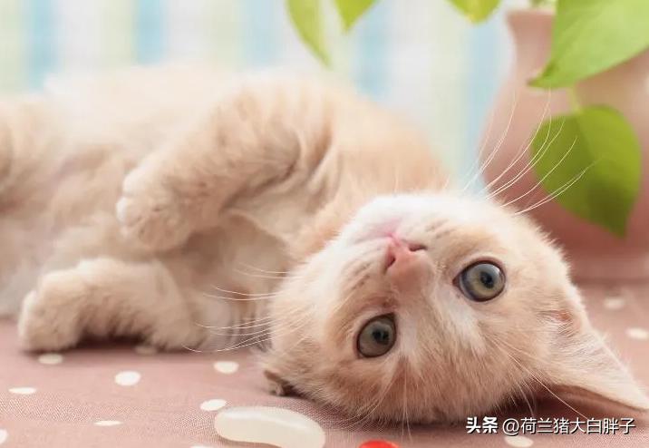 短毛猫和长毛猫哪个掉毛严重点,长毛猫和短毛猫哪个容易掉毛
