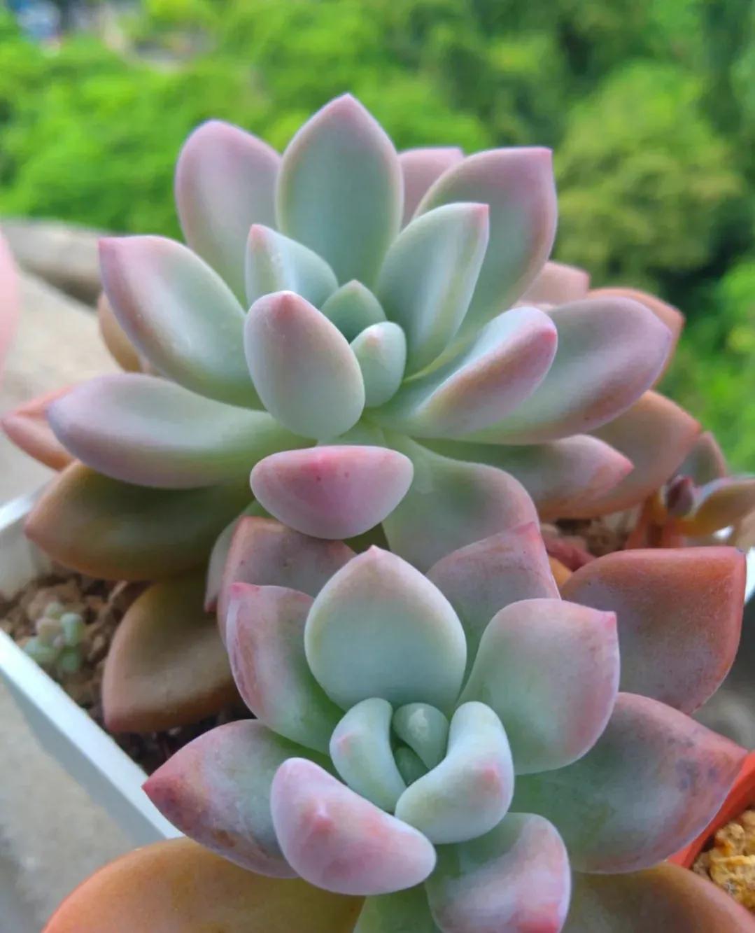 这几种花再便宜也别买,这3种花不要随意去买