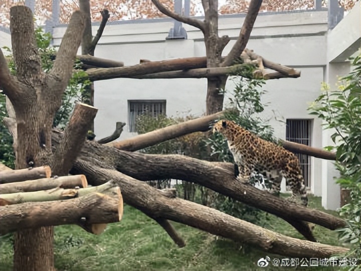 成都动物园狮虎豹苑,成都动物园熊猫馆