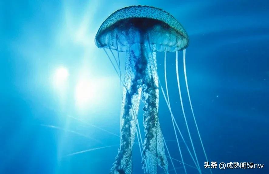 奇怪又美丽的水母,透明漂亮的水母