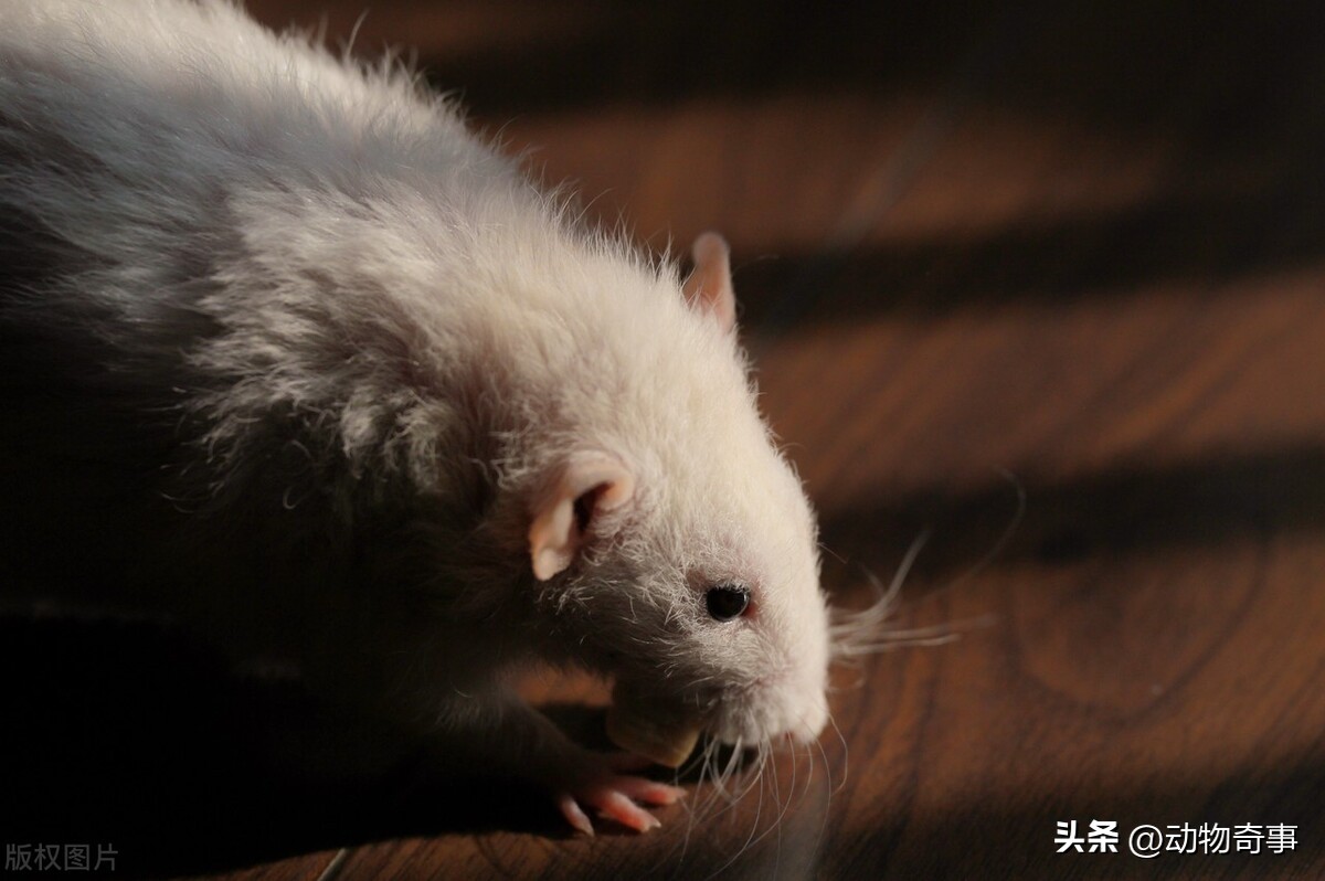 30多年前，为了抓住一只二三十斤的狡猾硕鼠，三爷爷把房子点了