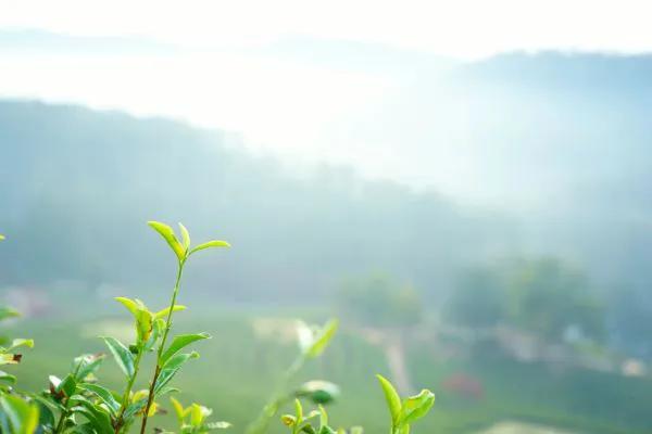 十首经典古诗词,最美十首古诗词