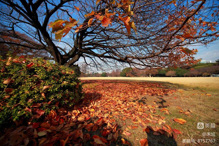 暮秋雅阁微刊第十八期