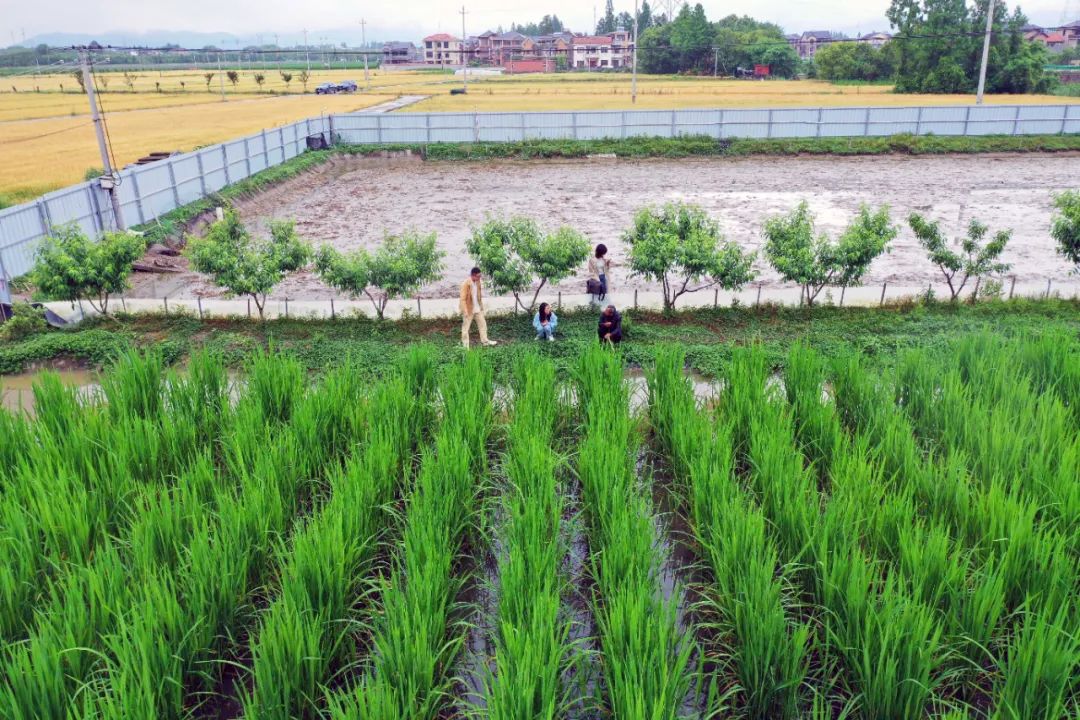 这个周六，瓶窑张堰千“茭”百态初夏游，约不？