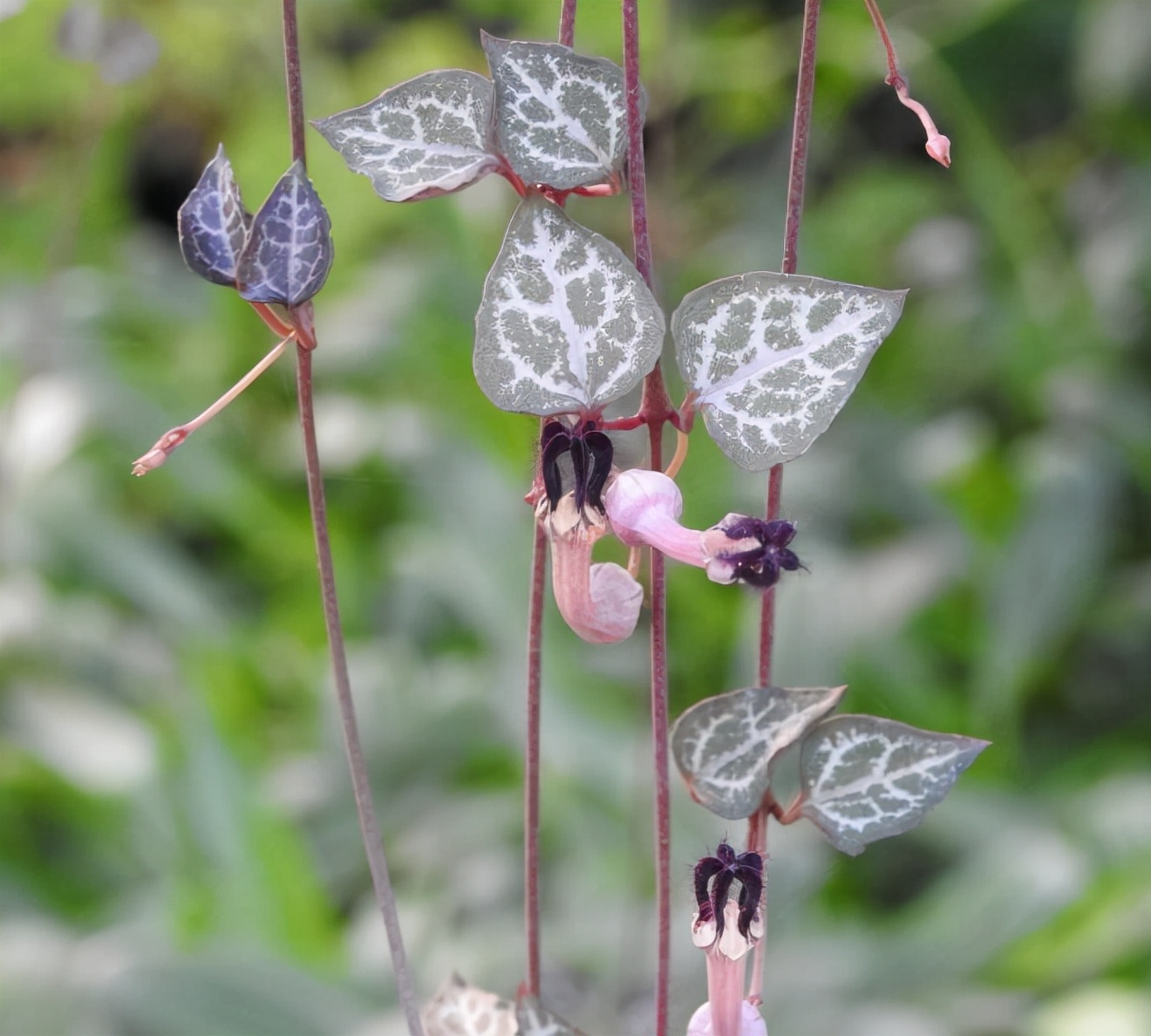 超级好看的多肉爱之蔓,超美的卷叶吊兰