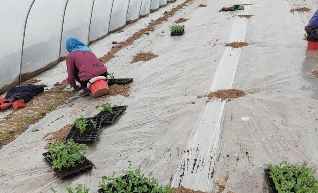 瓜菜销路前景如何,瓜菜产业