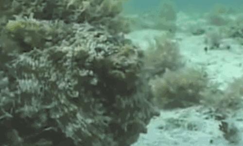 章鱼为什么没有成为食物链顶端,章鱼为什么比人类智商高