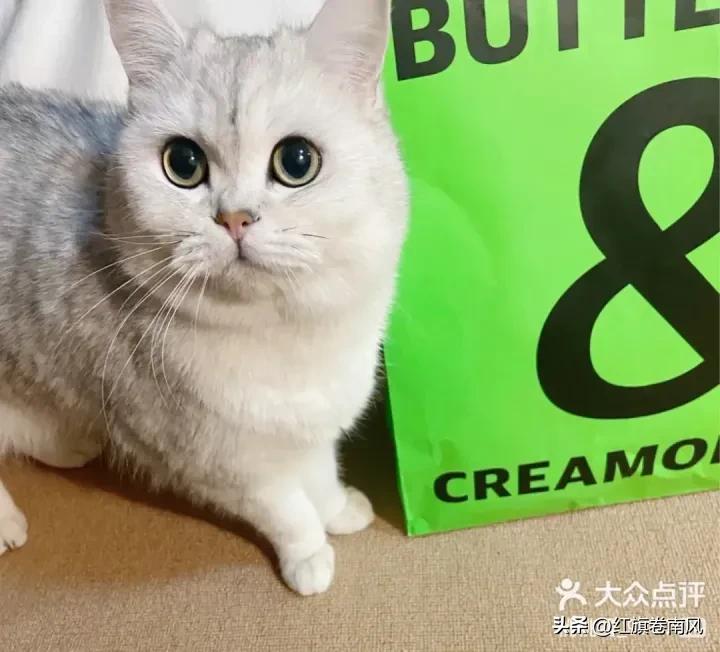 上海餐馆排行榜前十名,上海老字号西餐馆排名