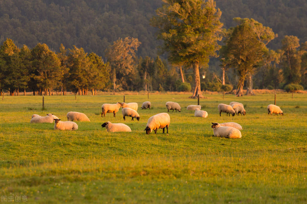 养羊致富的20个方法,养羊致富的三大忠告