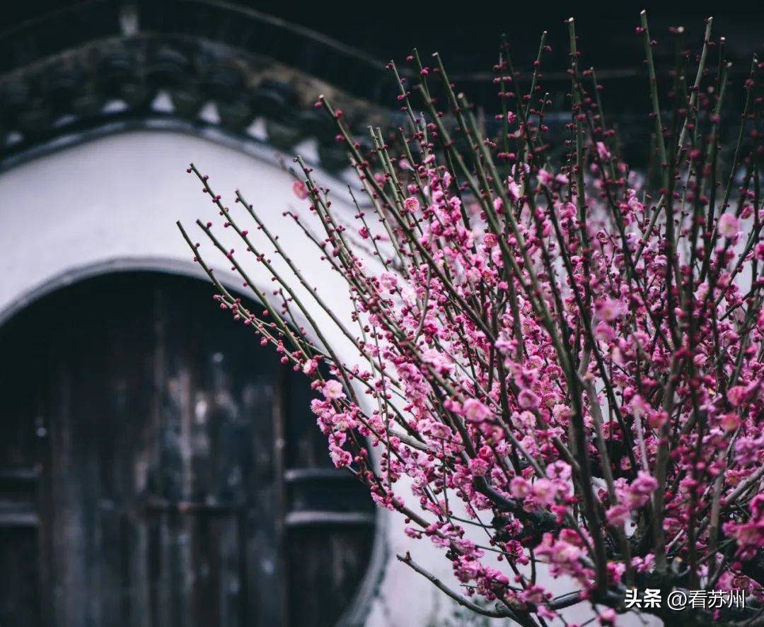 苏州赏梅最好的免费地方,二月初苏州腊梅