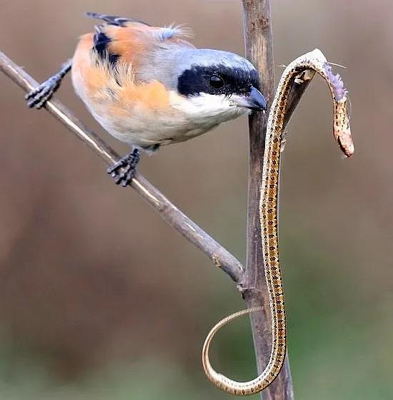 屠夫伯劳小说,伯劳屠夫鸟视频