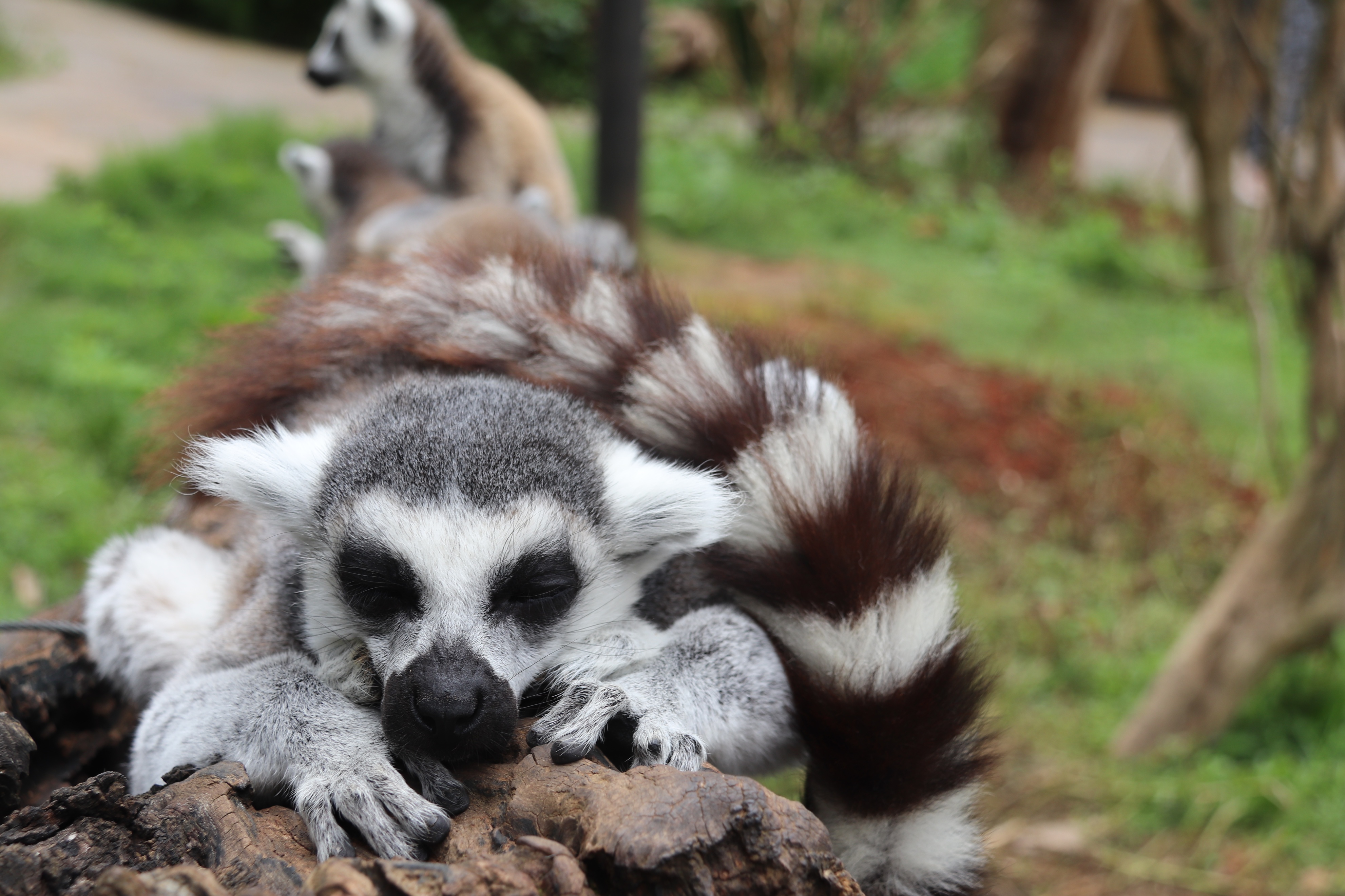 神奇的壁虎尾巴400字,神奇的尾巴故事