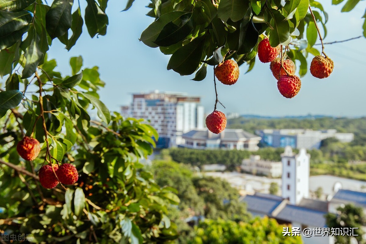 广州增城荔枝之乡图片,广东著名的荔枝之乡