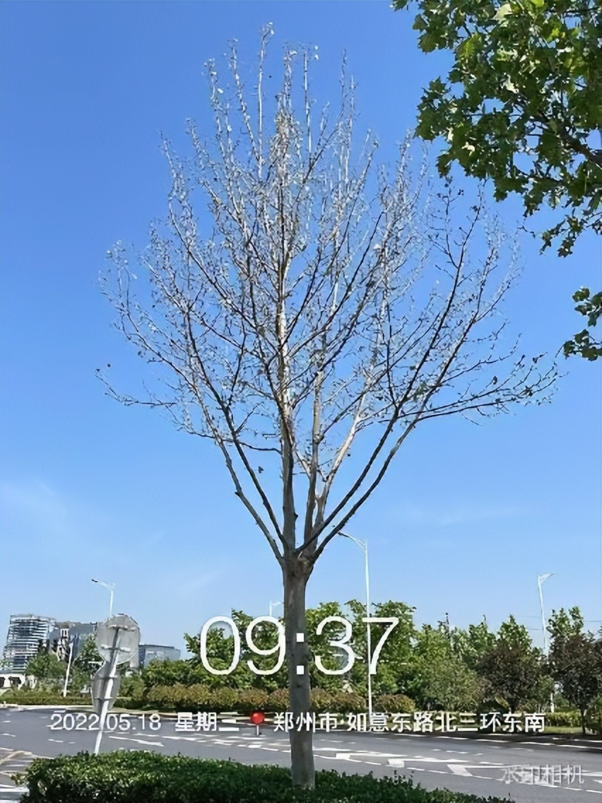 12月份园林绿化养护工作重点,元月份园林养护重点工作