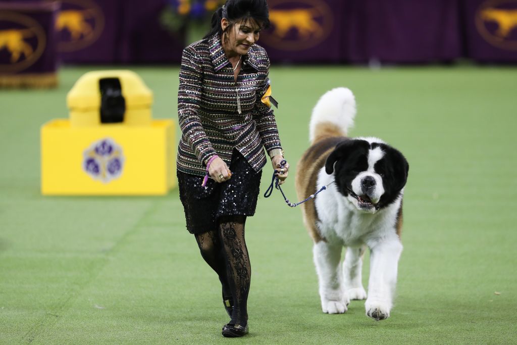 不同品种的狗狗性格差异有多大,16种常见狗狗的优缺点