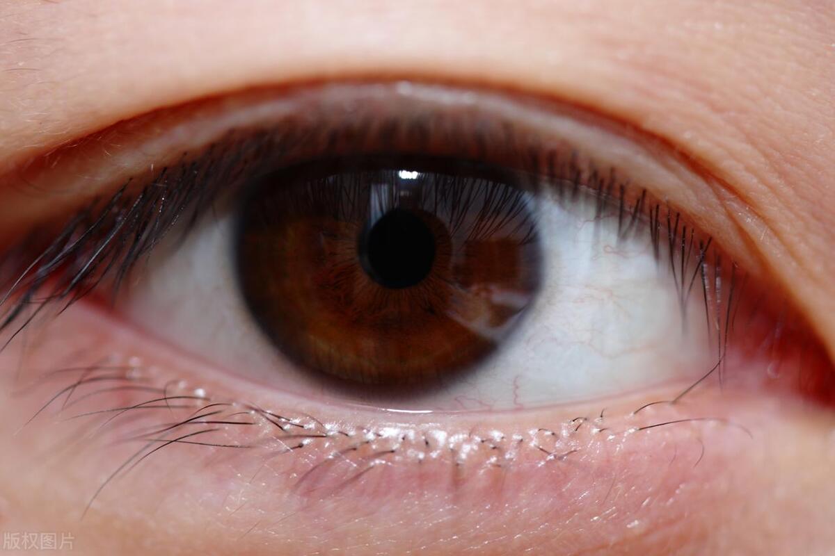 猪肝可以保护眼睛吗,猪肝和羊肝哪个对眼睛更好