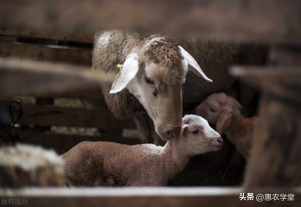 临产母羊怎么喂,母羊接产前要做哪些准备