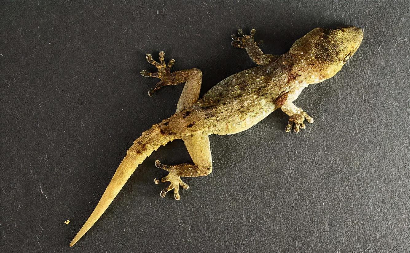 家里进壁虎了要不要把它打下来,家里进了壁虎怎么驱赶